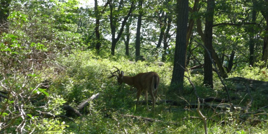 buck in the woods