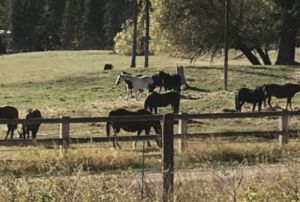 Should I buy 5+ acres of Kalispell land? photo of horses