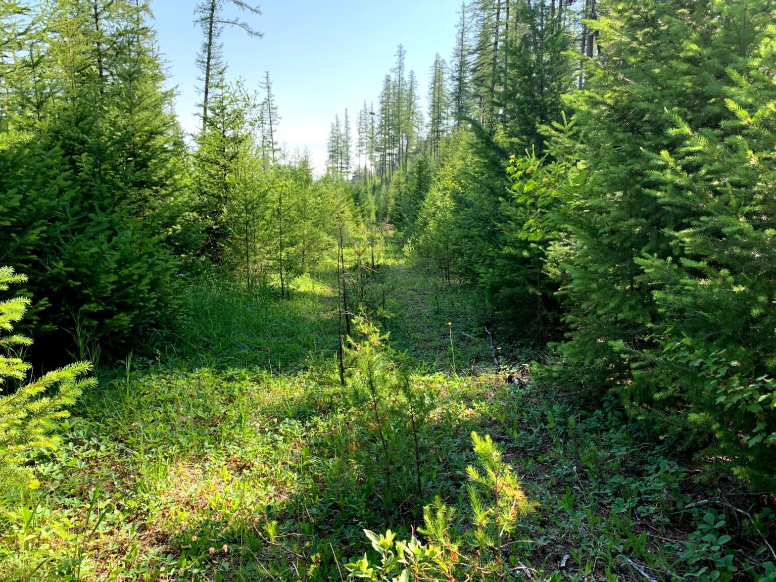 Hiking Flathead National Forest July 2021 Kalispell MT Homes for Sale