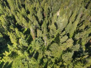 For Sale: 1875 Patrick Creek Road, Kalispell MT photo of trees