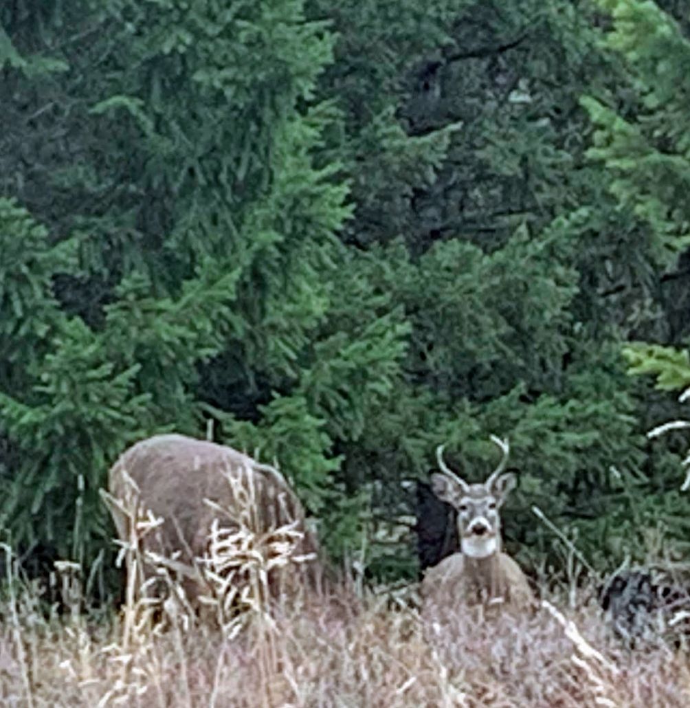 Kalispell Montana Wildlife - Deer