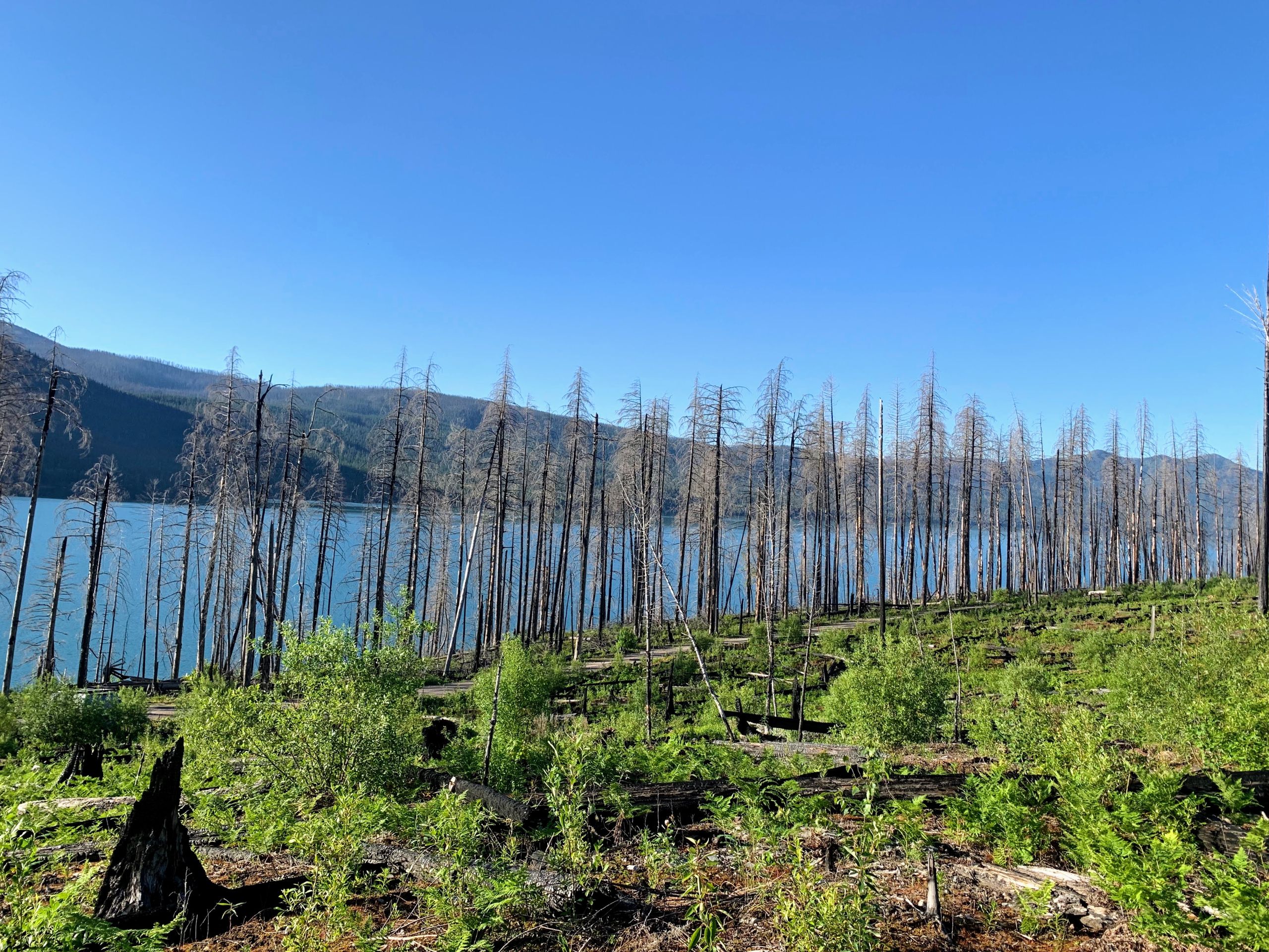 Hiking to Trout Lake Glacier National Park Lake McDonald with charred trees