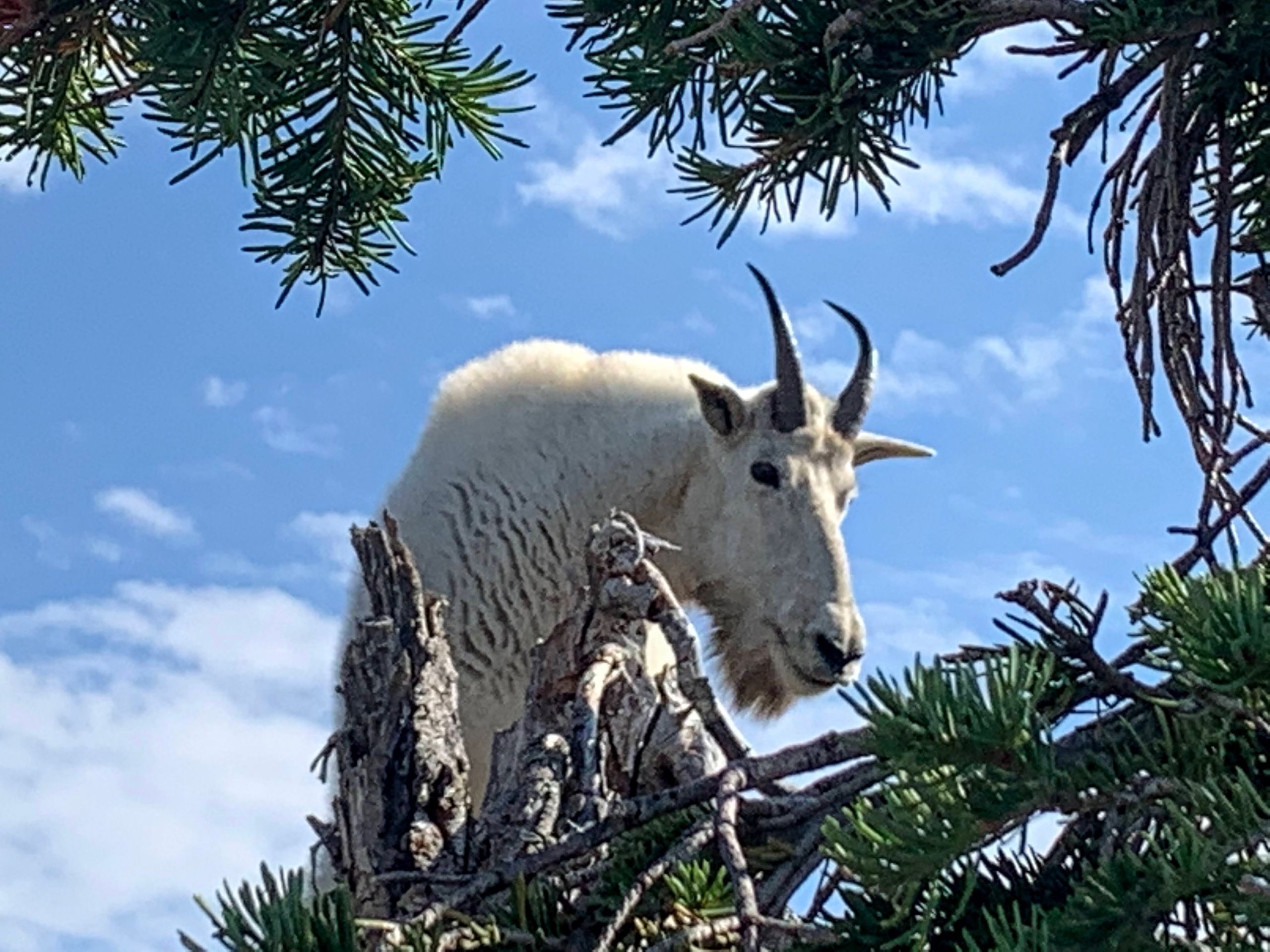 Hiking to Mount Aeneas, Montana photo of mountain goat