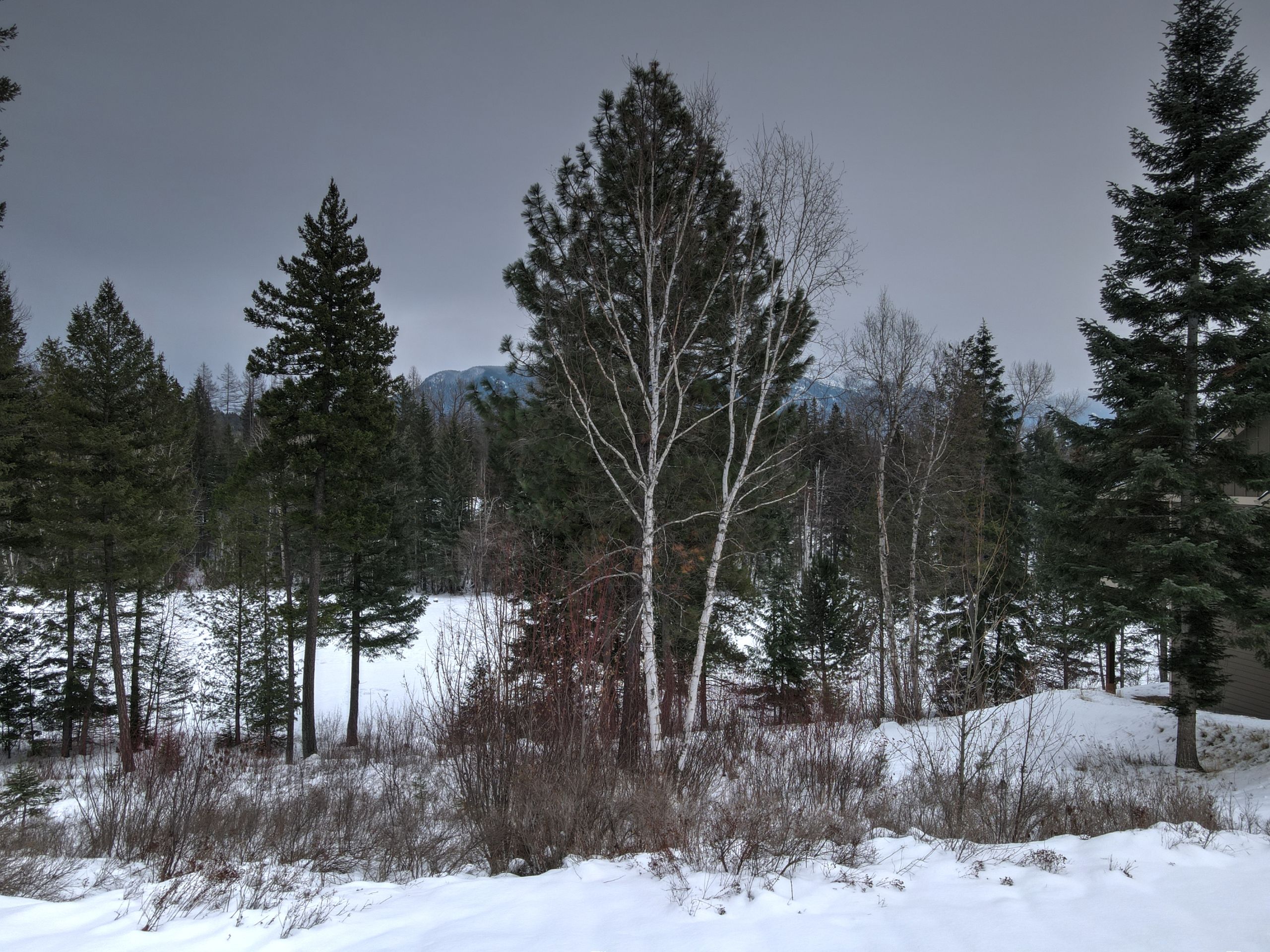 For Sale: 301 Gleneagles Trail Columbia Falls MT (Land) photo of land with mountains in back.