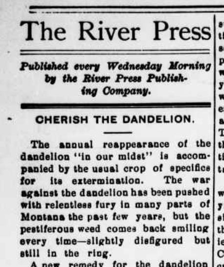 1910 Kalispell Ordinance: Noxious Weeds screenshot of the river press article