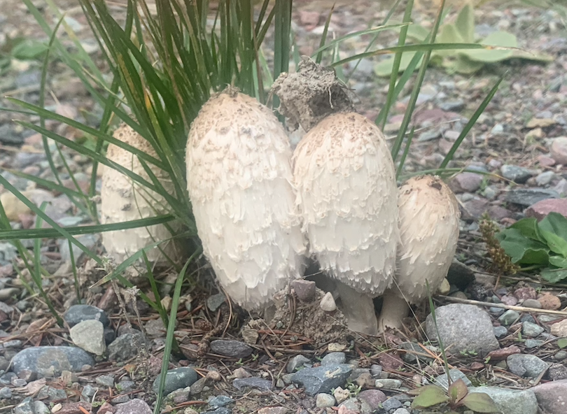 Kalispell Mushrooms 2023 shaggy mane mushroom photo