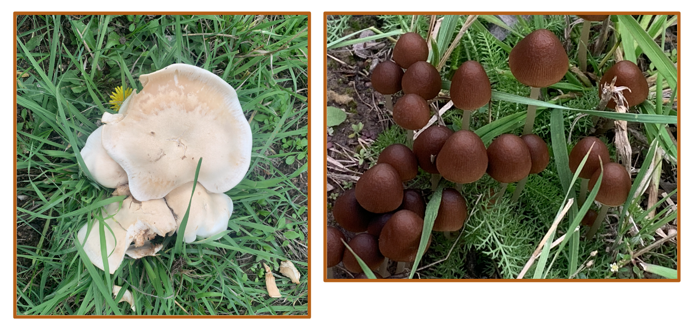 Kalispell Mushrooms 2023 two unidentified mushrooms